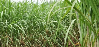 Bom Dia Agro desta quinta fala sobre os preços do etanol