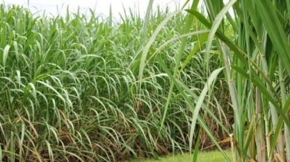 Bom Dia Agro desta quinta fala sobre os preços do etanol