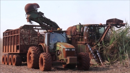Exclusivo: Colheita em canavial resultante da semente de cana artificial Emerald, da Syngenta