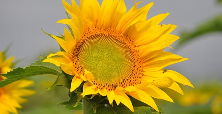 Aberto o evento que reúne especialistas sobre biodiesel, combustível que utiliza fontes renováveis como o óleo de girassol - Foto: Ivan Marinovic Brscan