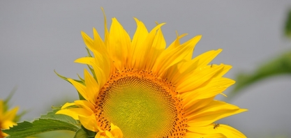 Governo, ciência e setor produtivo se reúnem para estimular a inovação na cadeia do biodiesel