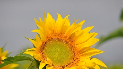 Governo, ciência e setor produtivo se reúnem para estimular a inovação na cadeia do biodiesel