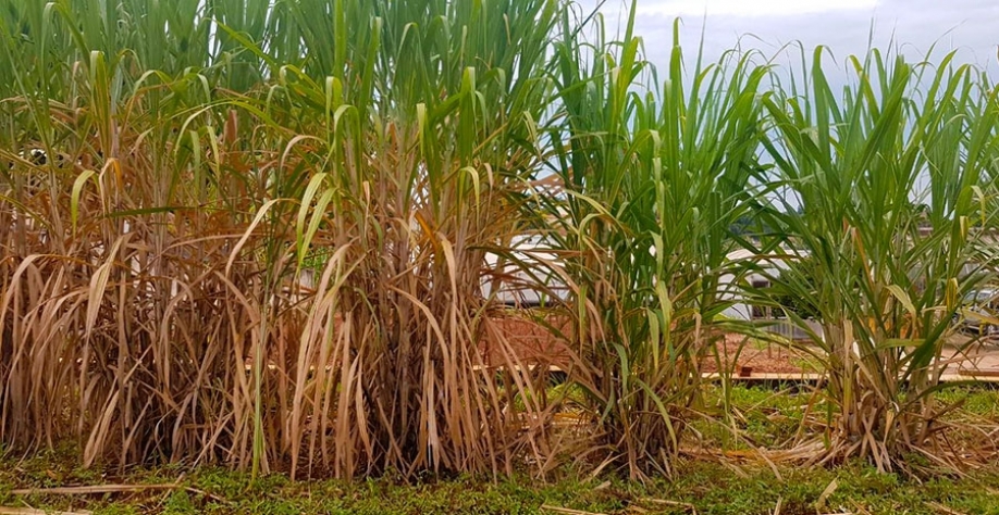A esquerdas plantas com baixo título bacteriano (esquerda) e com alto título bacteriano (direita). Crédito: Fernando Henrique Silva Garcia