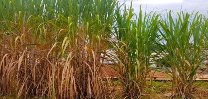 Desvendando o enigma do raquitismo das soqueiras na cana-de-açúcar