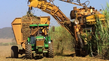 Sindaçúcar-AL: safra já tem mais de 393 mil toneladas de açúcar produzidas