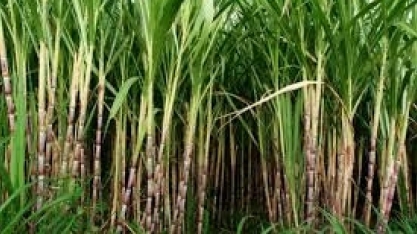 RIO DE JANEIRO – Técnicos vão a campo reunir dados sobre safras de café e cana-de-açúcar