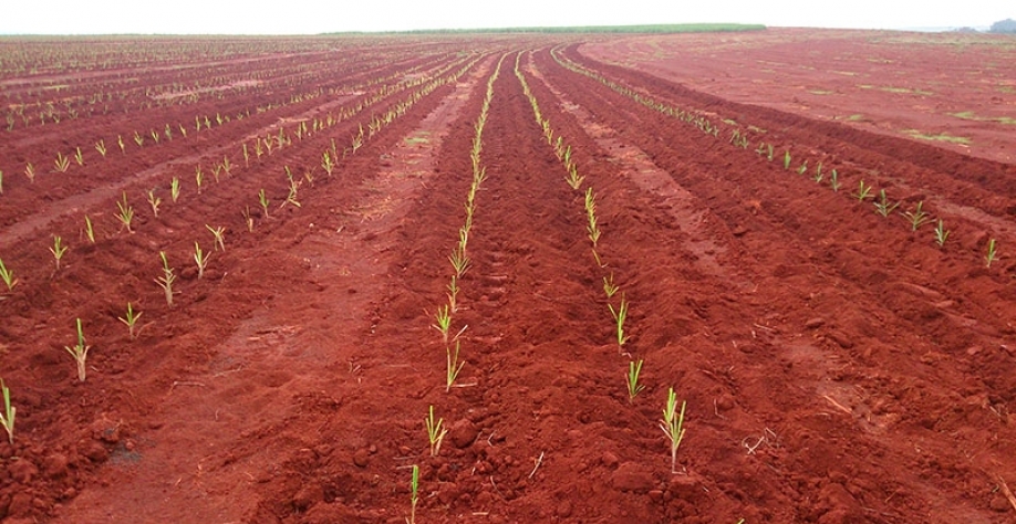 A muda de cana pré-brotada (MPB) é uma inovação que aumenta a sanidade, a produtividade, a longevidade dos canaviais, além de agilizar a implantação de novas variedades de cana