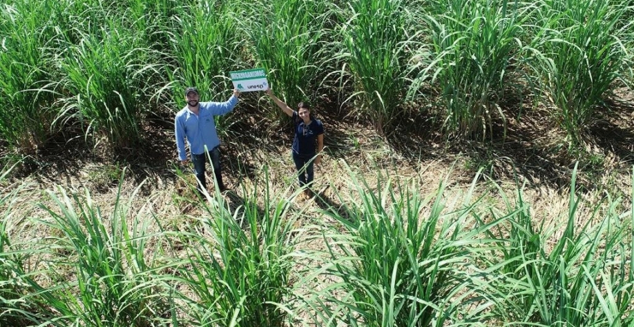 Experimentos no campo.
