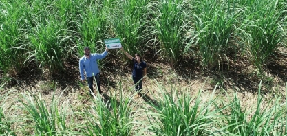 Uso de biológicos na cana resultam em maior produtividade na Santo Ângelo