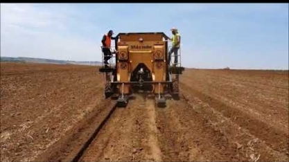 Confira plantio de Emerald, as sementes artificiais de cana da Syngenta