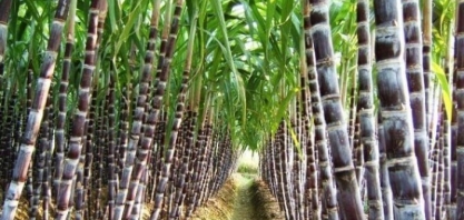 Empresa brasileira que produz proteína para cana recebe aporte