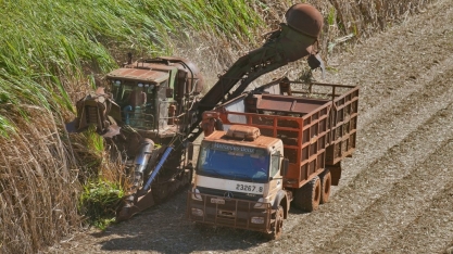 Quinzena alcooleira tem mais de 70% da cana destinada ao etanol