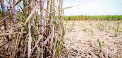 Pesquisa de campo recolhe dados sobre a cana
