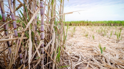 Pesquisa de campo recolhe dados sobre a cana