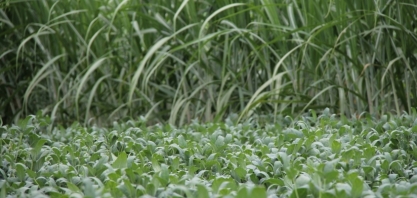 Produtores de São Paulo trocam produção de cana-de-açúcar por soja