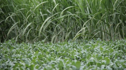 Produtores de São Paulo trocam produção de cana-de-açúcar por soja