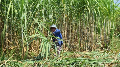 Empresas da Tailândia querem adiar proibição de pesticidas