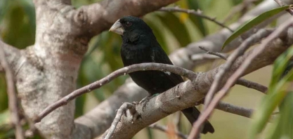 Coruripe já introduziu 12 casais de bicudos na Reserva de Januária