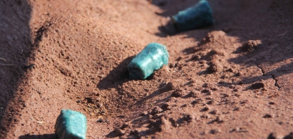 Toda a produção da semente artificial de cana Emerald para 2020, já foi comercializada