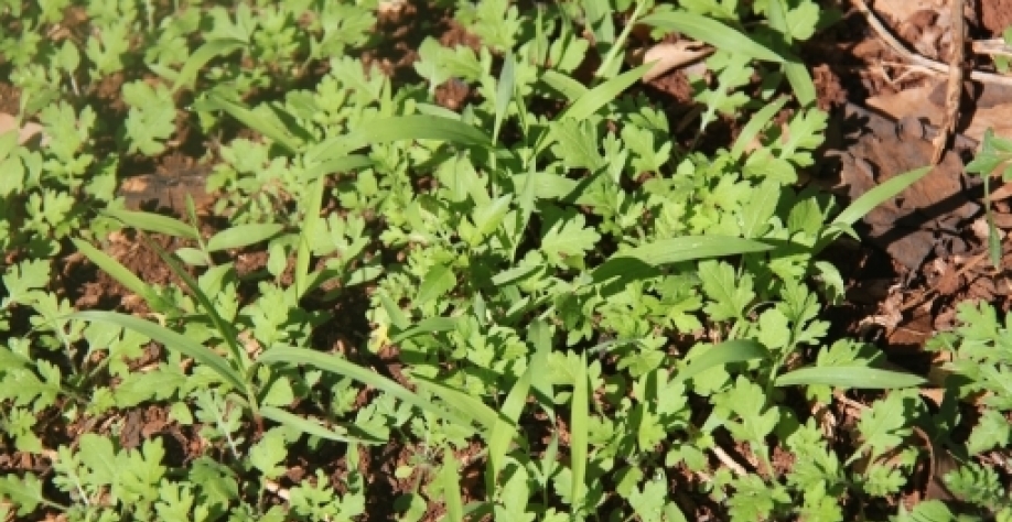 Com as chuvas o banco de semente de plantas daninhas “explode”