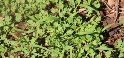 Com as chuvas não cresce só a cana, o mato também