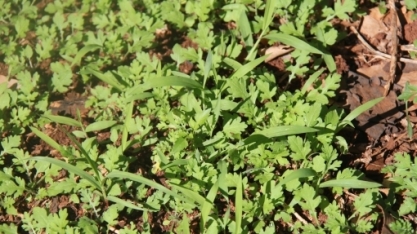 Com as chuvas não cresce só a cana, o mato também