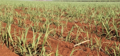 BNDES libera aporte de R$ 30 milhões para plantio de cana-de-açúcar em MG