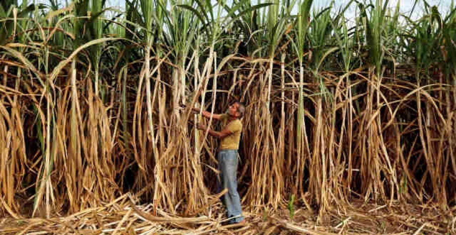 Colhedor de cana indiano, geralmente de pequenas plantações, no andamento da safra atual (Imagem: REUTERS/Amit Dave)