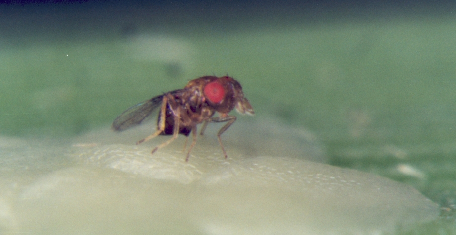 Trichogramma galloi: eficiente no controle da broca-da-cana. Foto: Divulgação Global Cana