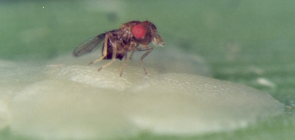 Época úmida é a mais indicada para a liberação do Trichogramma galloi para controle da broca-da-cana