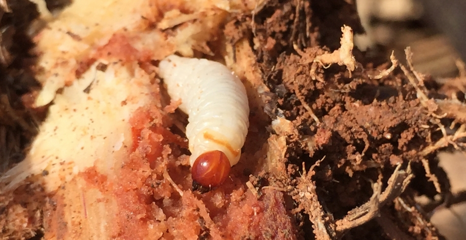 Sphenophorus levis passa a competir com a broca pelo título de pior praga da cana