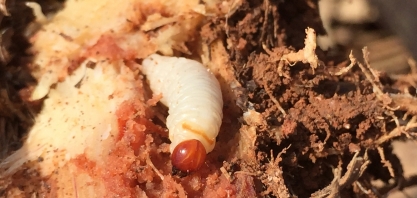 A cana-de-açúcar pode ser atacada por mais de 80 espécies de pragas