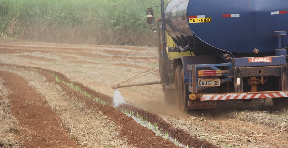Após a operação de plantio, o produtor deve realizar uma boa irrigação das linhas-mãe, com cerca de 10 litros por metro de cana plantada