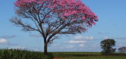 Para produzir cana, quem desmatar, mesmo de forma legal, não entra no RenovaBio