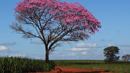 Para produzir cana, quem desmatar, mesmo de forma legal, não entra no RenovaBio