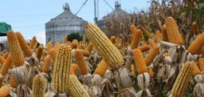 Cofco, Amaggi e Raízen miram entrada no setor de etanol de milho do Brasil