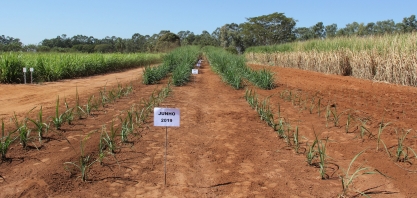 Plantio de 1 hectare com MPB entre janeiro e abril gera cana-muda para cobrir 8 hectares