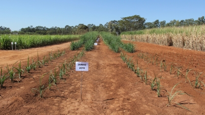 Plantio de 1 hectare com MPB entre janeiro e abril gera cana-muda para cobrir 8 hectares