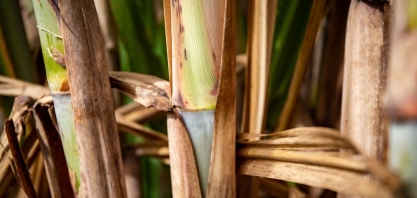 COP 25: Unica defende importância dos ODS