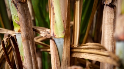 COP 25: Unica defende importância dos ODS