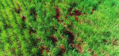 Falhas nas soqueiras de cana aumentam o custo com tratos culturais