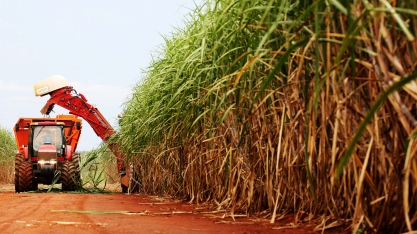 A safra 2019/20 está sendo melhor que as expectativas iniciais no agronegócio da cana