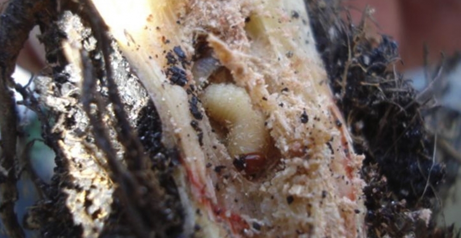 Pragas de solo podem causar redução na produtividade na ordem de 25 toneladas de cana por hectare. Foto: Divulgação FMC