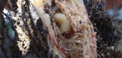 Pragas de solo não fazem entressafra