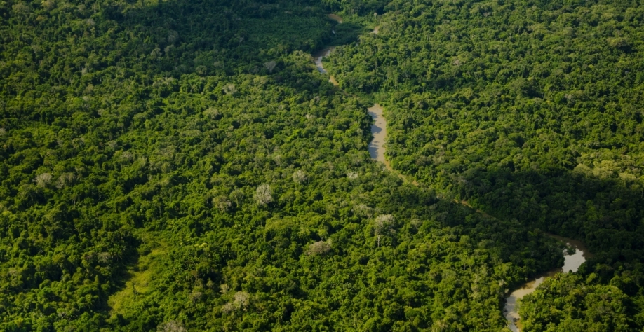  Cana e Amazônia não combinam