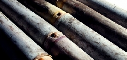 Concluído o maior sequenciamento do genoma da cana-de-açúcar comercial