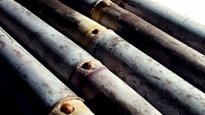 Concluído o maior sequenciamento do genoma da cana-de-açúcar comercial