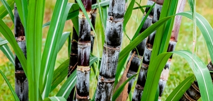 AL mantém liderança como maior produtor de cana do NE