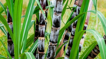 AL mantém liderança como maior produtor de cana do NE