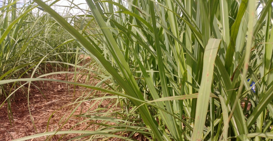 Com o custo de plantio nas alturas, produtores do Triângulo Mineiro buscam por técnicas agrícolas para dar uma vida maior para a cana-soca. Foto: Leonardo Ruiz